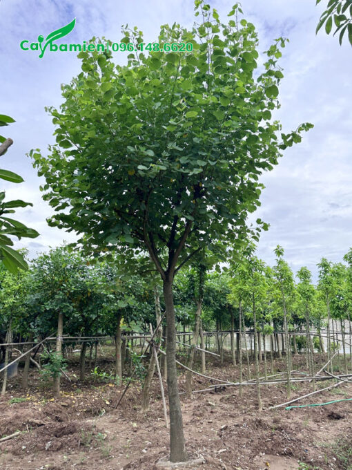 Vườn dâm ủ cây Ban Tây Bắc công trình