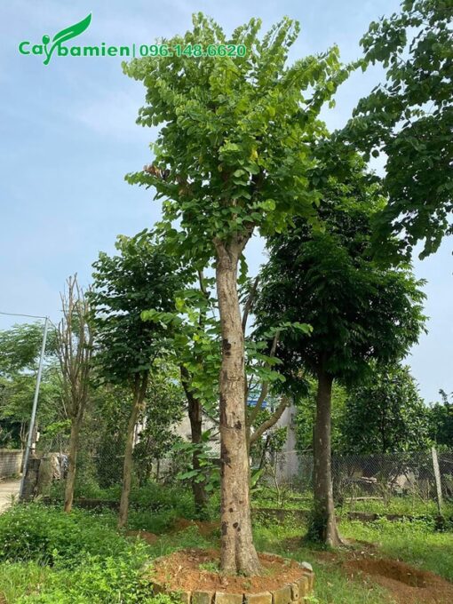 Ban trắng cổ thụ đường kính 25cm