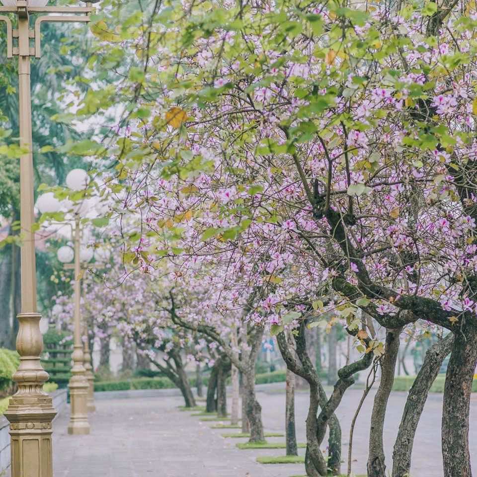 Hàng cây ban Tây Bắc mùa hoa nở, tô điểm cho cảnh sắc phố phường
