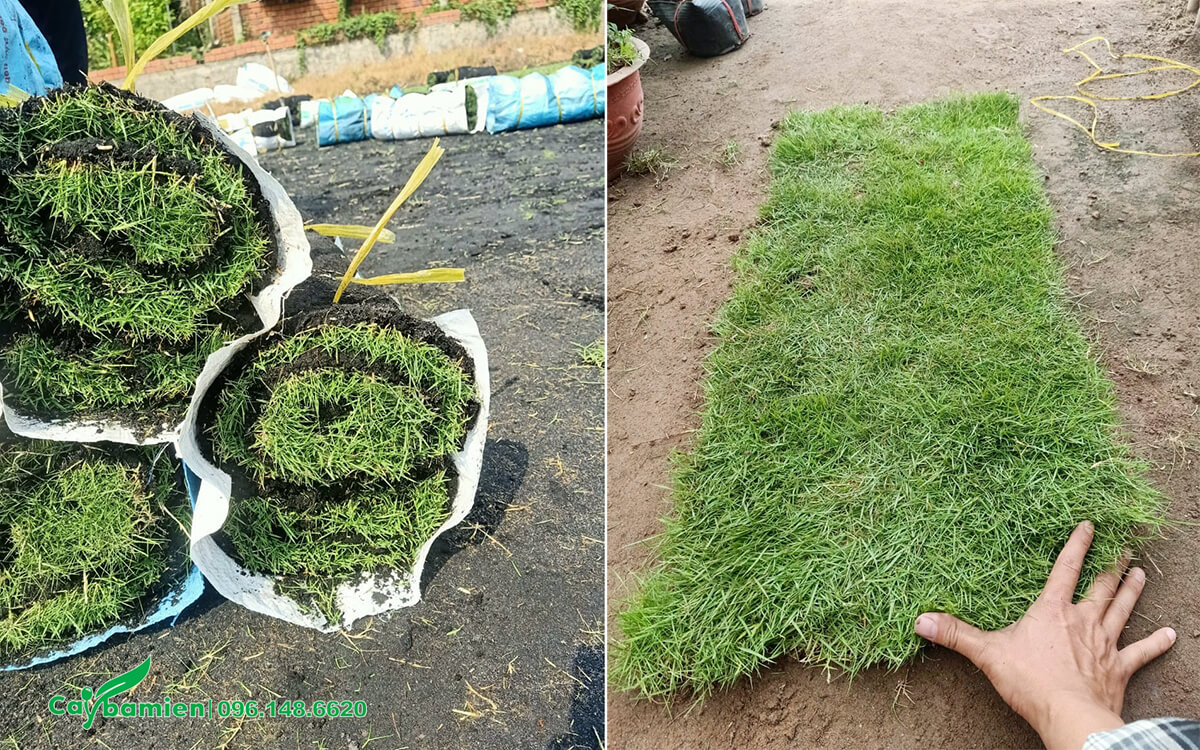 Khách kiểm tra chất lượng cỏ và kích thước trước khi nhận hàng