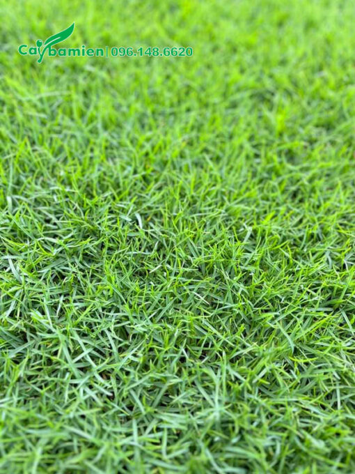 Trồng phủ nền bằng thảm cỏ nhung nhật bản