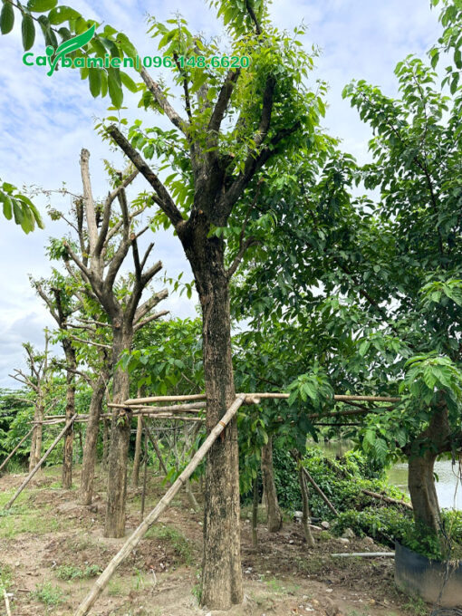 Dâm ủ cây Bằng Lăng lâu năm đã tỉa hết tay cành