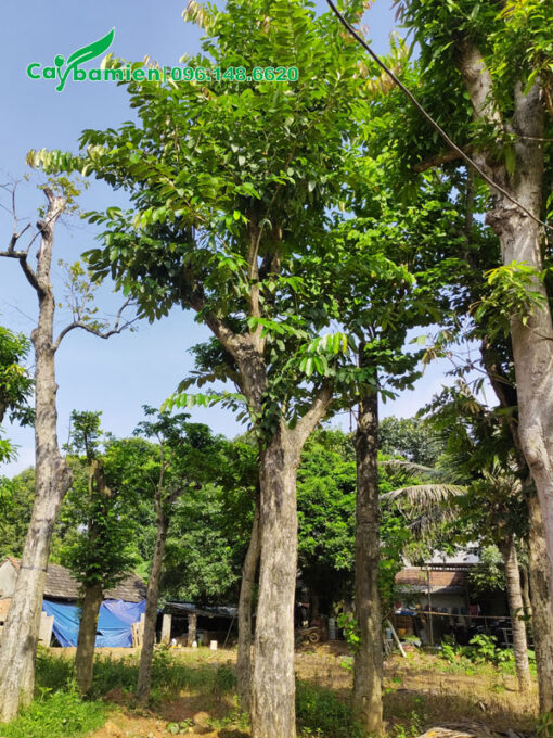 Cây hoa Bằng Lăng công trình lâu năm cao hơn 4m