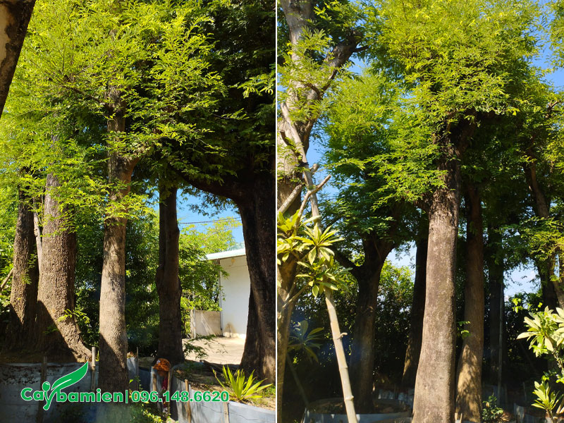 Vườn dâm ủ những cây Me kích thước lớn, đường kính gốc khoảng 35cm