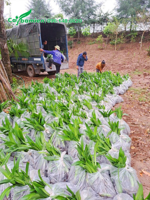 Di chuyển những bịch cây lên thùng xe tải