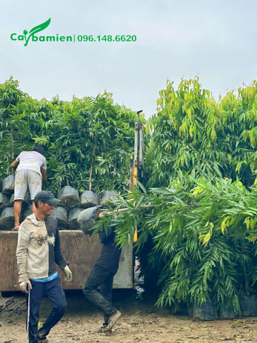 Công nhân đang bốc cây Hoàng Nam lên thùng xe tải