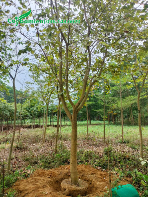 Bứng bầu cây hoa ban tây bắc vanh 30