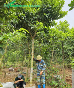 Búng nóng cây Chay đừng kính gốc 10cm, thoát thân hơn 2m