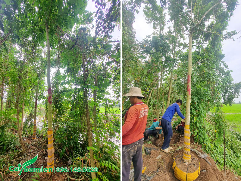 Bứng nóng số lượng lớn cây Sò Đo Cam đường kính gốc từ 15cm