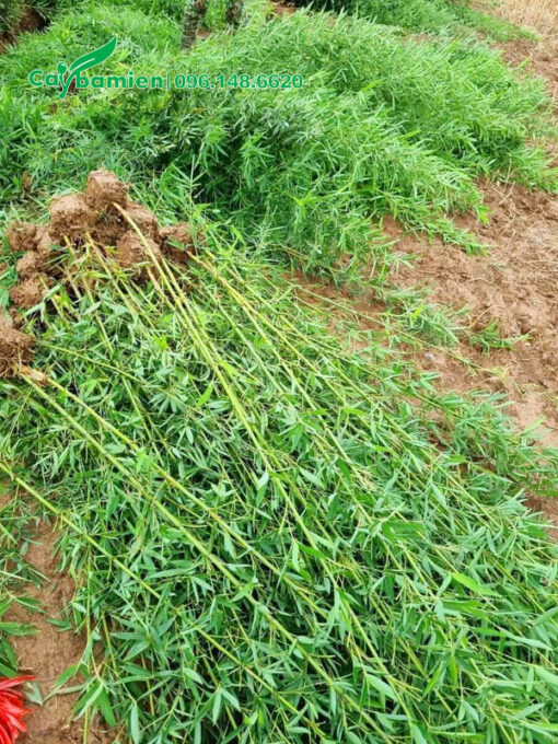 Bứng nóng cây trúc quân tử tại vườn
