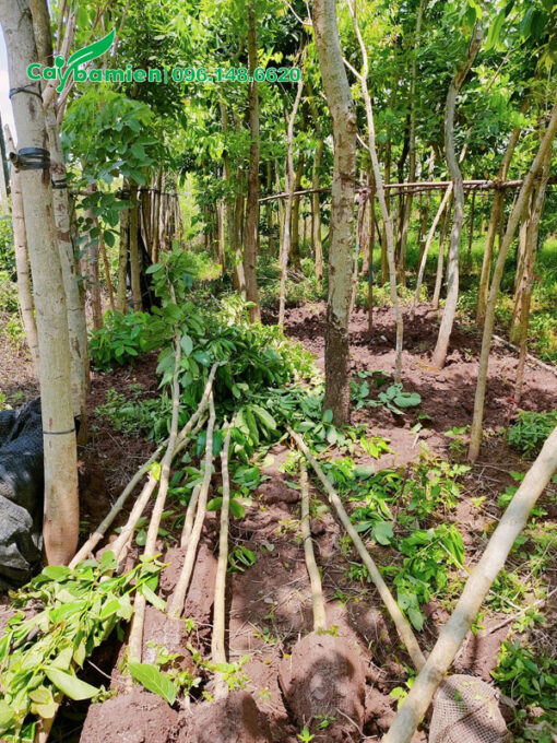 Bứng nóng số lượng lớn Bằng Lăng kích thước nhỏ