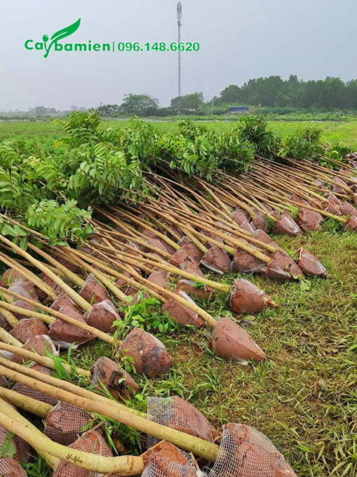 Hàng trăm cây Sò Đo Cam loại nhỏ, chiều cao gần 2m, mới bứng bầu