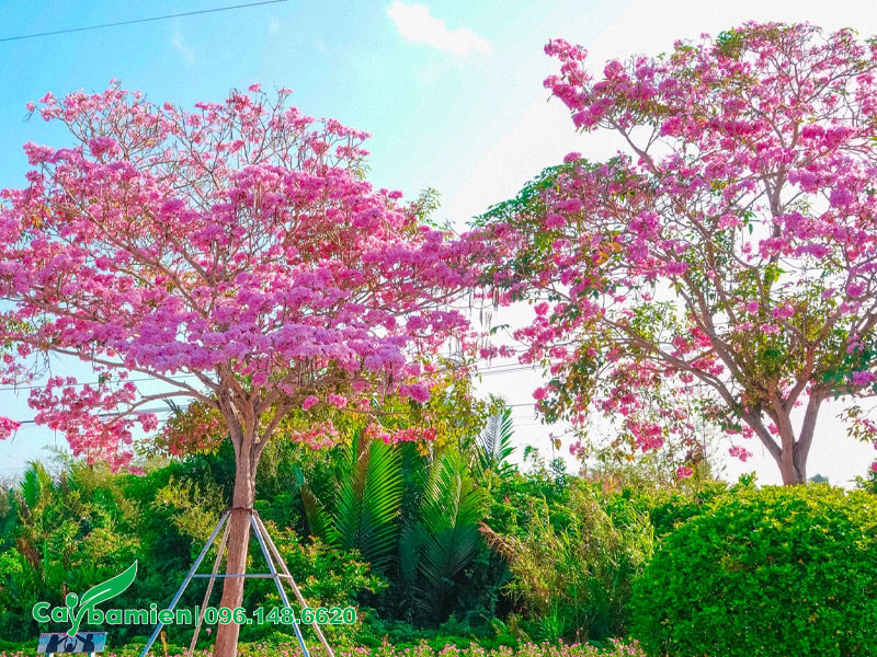 Hàng cây hoa Kèn Hồng nở rộ