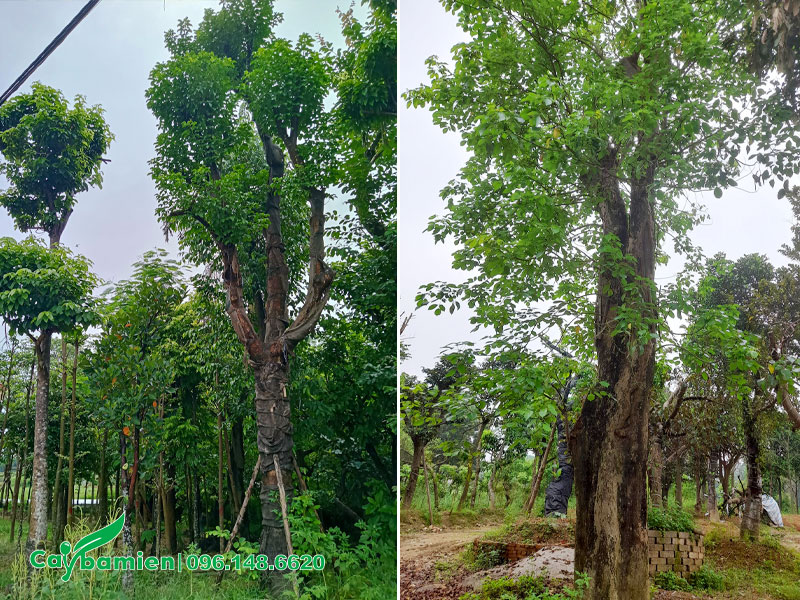Vườn dâm ủ những cây nhội cổ thụ gốc lớn, đường kính từ 30 - 60cm