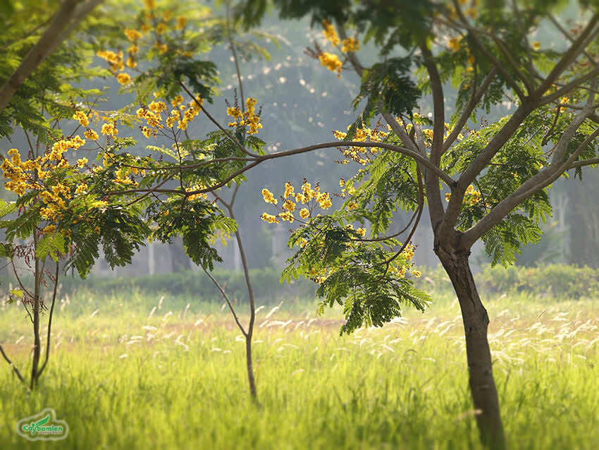 Hàng cây điệp vàng trồng trong các công viên lớn