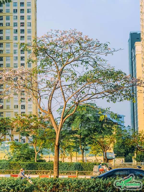 Cây hoa kèn hồng phát triển tốt, sau khi trồng