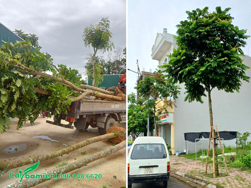 Hàng cây Lát Hoa trồng vỉa hè, được chống cọc chữ A