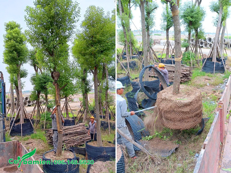 Trồng cây Long Não lâu năm, kích thước lớn
