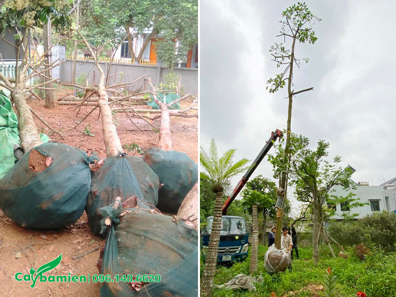 Công nhân đang dùng cần cẩu đưa cây Nhội công trình cao gần 7m vào hố trồng