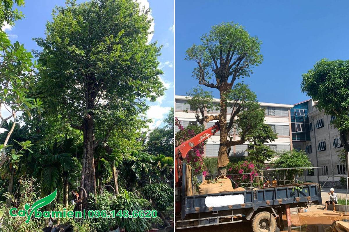 Bán và vận chuyển, trồng cây tận nơi cho khách hàng ở Hà Nội
