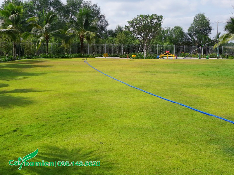 Trồng cỏ phủ nền cho khu sinh thái