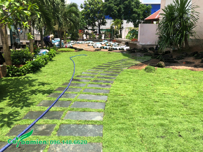 Chăm sóc, tưới nước cho thảm cỏ nhung Nhật