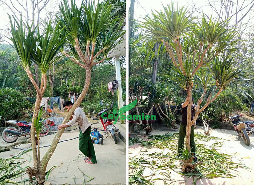Cắt tỉa cành lá cây phát tài núi