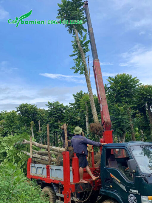 Chọn cây có kích thước đồng đều, chiều cao khoảng hơn 4m, đường kính gốc 15 - 18cm