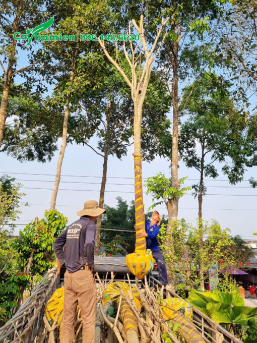 Cẩu nhấc cây Kèn Hồng công trình vanh 40 lên xe
