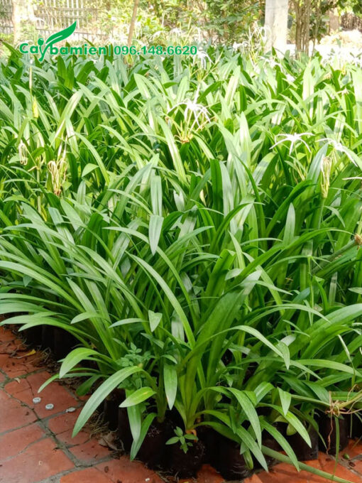 Cây hoa bạch trinh biển thuần bầu, chiều cao 50cm