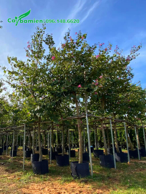 Vường dưỡng ủ ban hoàng hậu quy mô lớn, chiều cao khoảng 4m