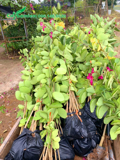 Xếp cây giống ban tím vào túi nilong, 10 cây/túi để tiện vận chuyển