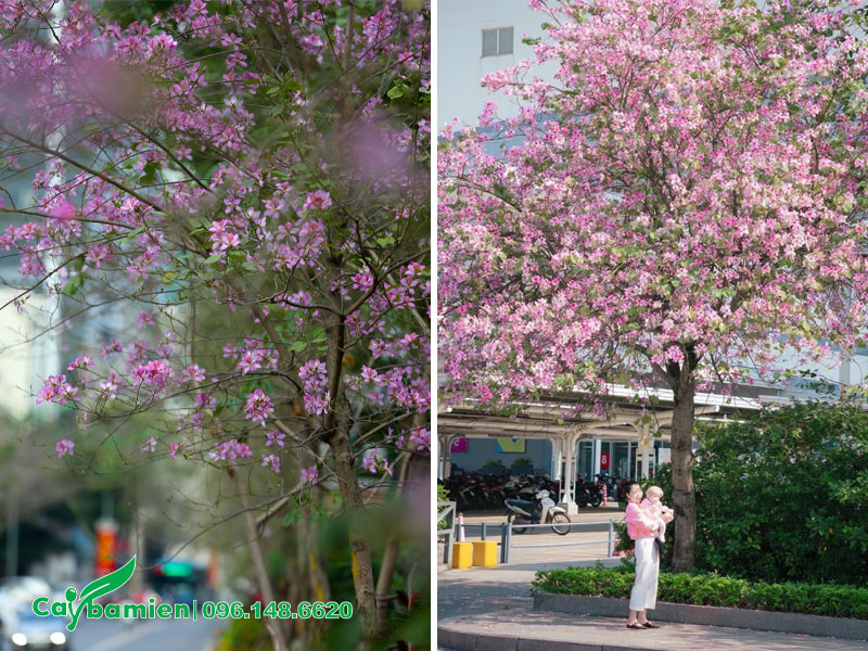 Cây Ban Tây Bắc trồng vỉa hè đường phố đang nở hoa rực rỡ
