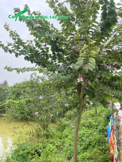 Cây trưởng thành đang ra hoa, cành nhánh vươn dài xanh tốt