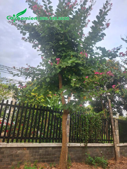 Cây Ban Tím nở hoa đẹp, đường kính gốc 10 - 13cm