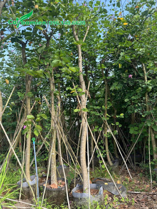 Ban Tím Hoàng Hậu cao 5m, đường kính gốc 10cm