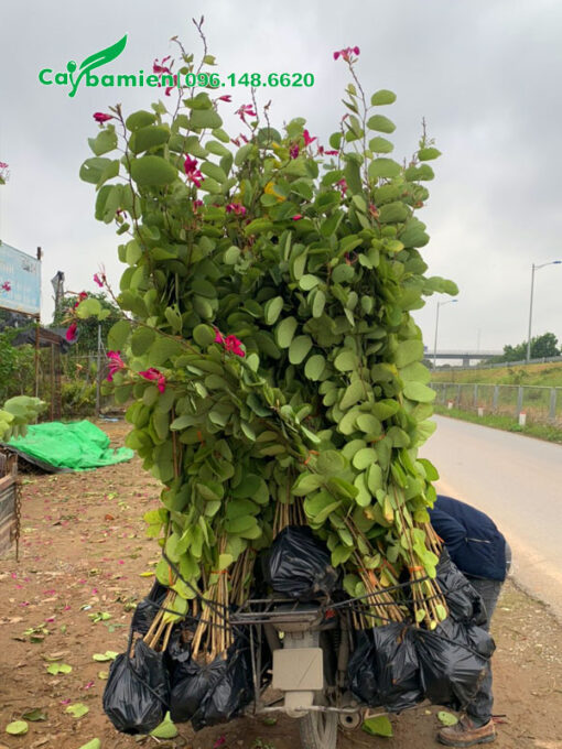 Những bịch cây Ban Hoàng Hậu giống cao 1m