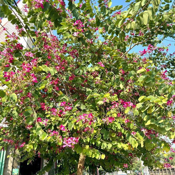 Cây Ban Hoàng Hậu hoa tím trồng vỉa hè đường phố