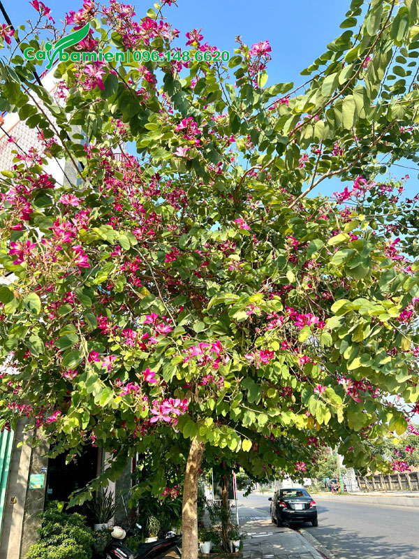 Cây Ban Hoàng Hậu hoa tím trồng vỉa hè đường phố