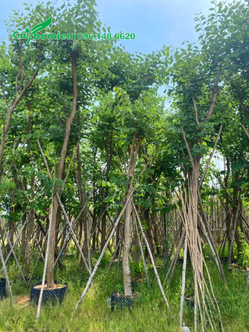 Bán cây hoa ban đẹp, hàng đã dâm ủ kĩ