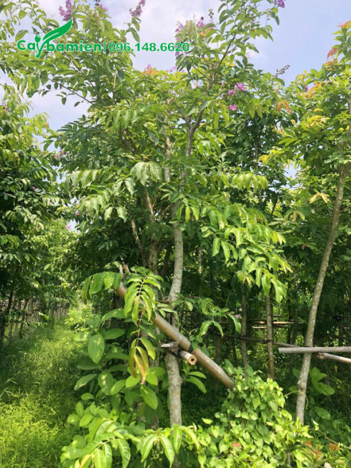 Bằn Lăng dưỡng thời gian dài tại nhà vườn, chiều cao cây trên 4m
