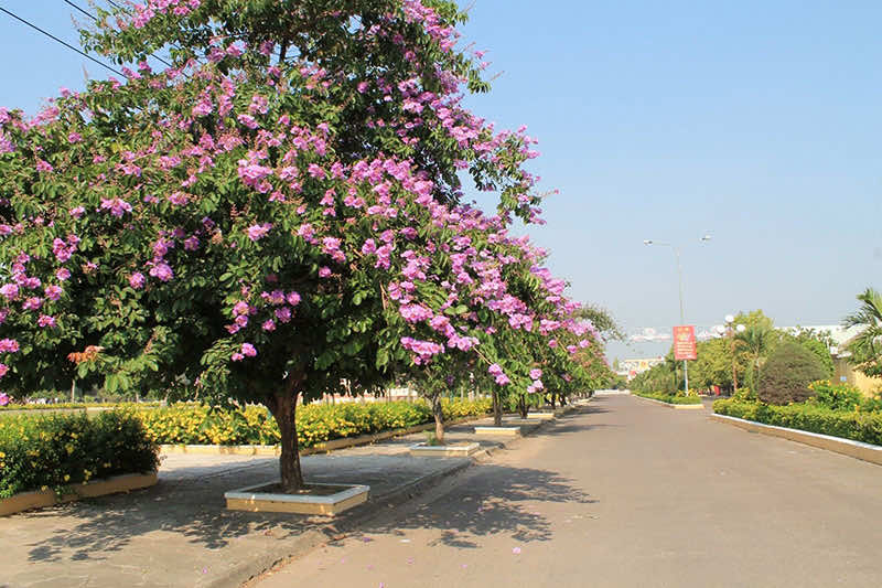 Cây bằng lăng tím trên các con đường