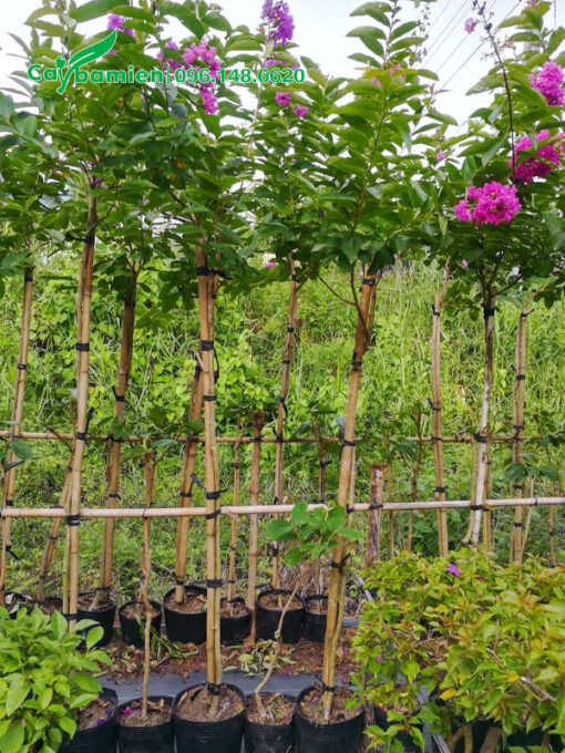 Cây giống dưỡng trong bầu từ nhỏ, đang bắt đầu nở những chùm hoa tím xinh đẹp