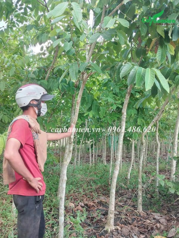 Khách chọn mua cây Bằng Lăng hoa tím tại vườn