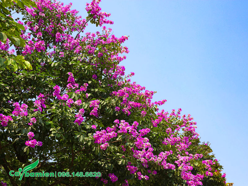 Tán cây Bằng Lăng lâu năm phủ đầy sắc hoa tím