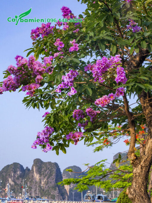 Cây hoa Bằng Lăng cổ thụ khoe sắc