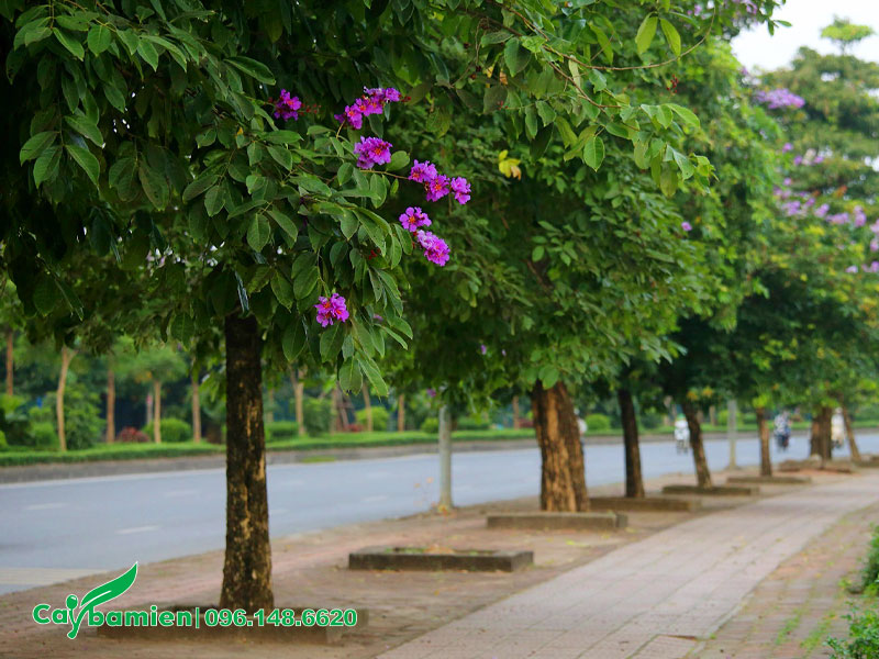Hàng cây Bằng Lăng công trình trồng vỉa hè đường phố