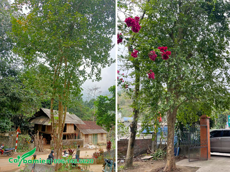Cây Bồ Quân cao 8 - 10m trồng trước cổng nhà