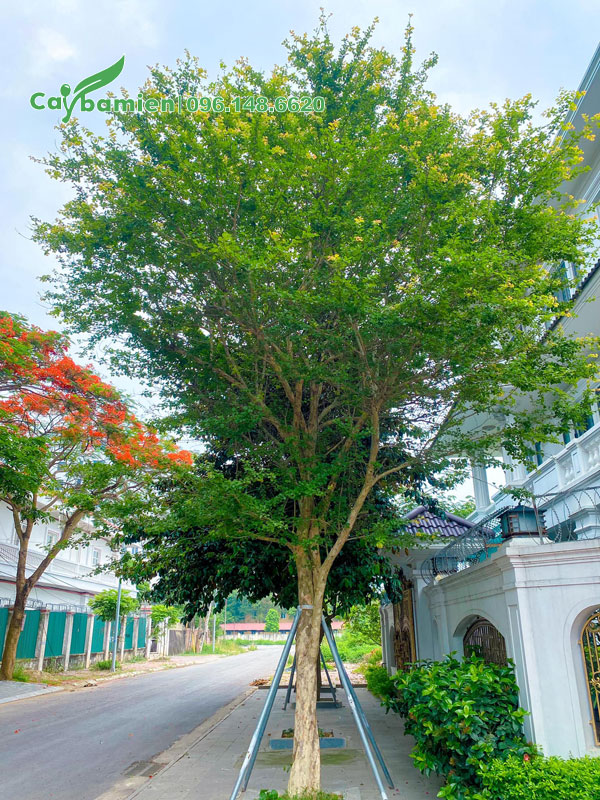 Cây Bồ Quân công trình trồng thành hàng trên vỉa hè đường phố