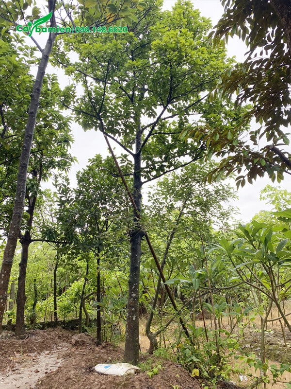 Vườn cây Chay lâu năm, dáng cao gần chục mét
